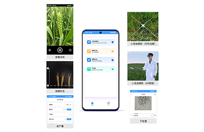 南通市小麦亩穗数分析仪IN-XM02