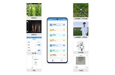 南通市小麦表型测量仪IN-XM05